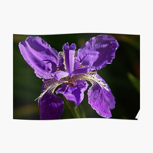 Iris in Yamba, New South Wales Poster