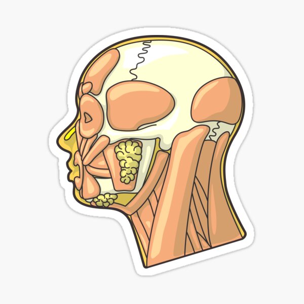 Aperçu de l'œuvre Muscles et anatomie externe de la tête humaine créée et vendue par taylorcustom.