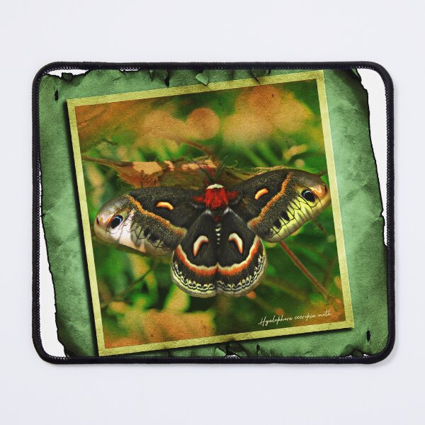 Item preview, Cecropia Moth designed and sold by UffdaGreg.