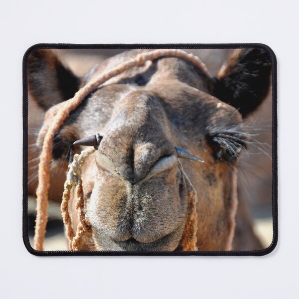 Item preview, India - Jaisalmer, camel, Thar desert designed and sold by franck380.