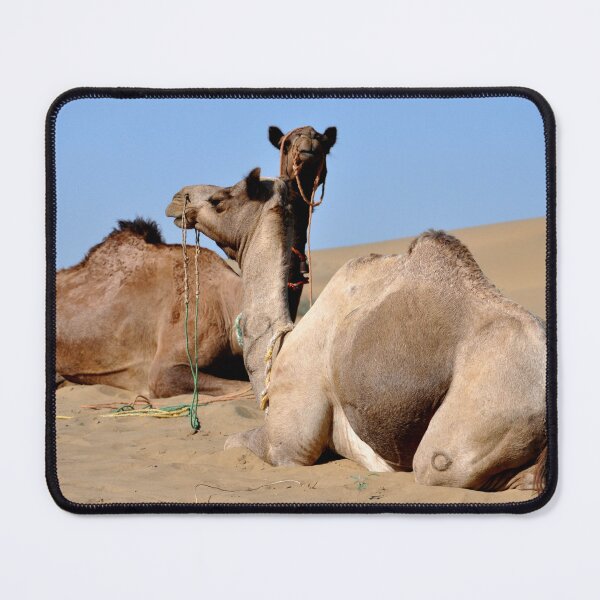Item preview, India - Jaisalmer, Thar Desert, Camels designed and sold by franck380.