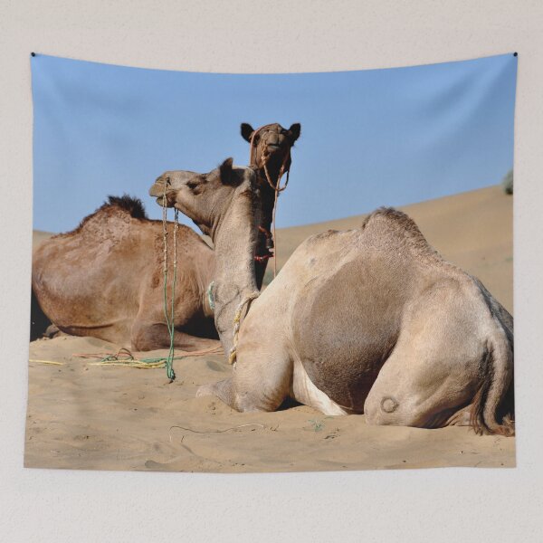 Artikelvorschau, Indien - Jaisalmer, Thar-Wüste, Kamele entworfen und verkauft von franck380.