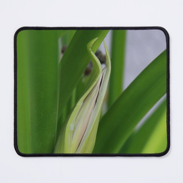 Item preview, Daylily Scape Starting to Open designed and sold by Robert Armendariz.