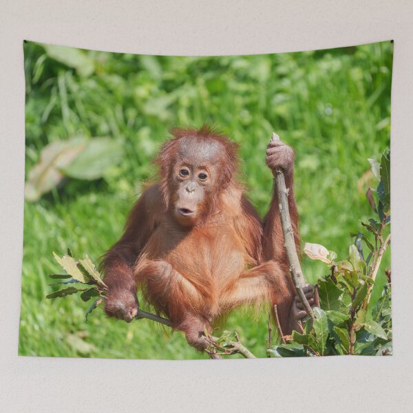 Item preview, Climbing Orangutan Baby designed and sold by rawshutterbug.
