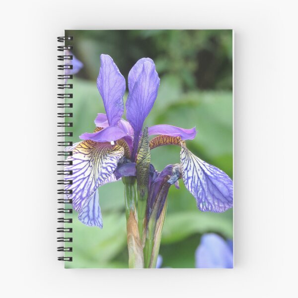 Artikelvorschau, Blaue und gelbe Iris-Blume entworfen und verkauft von Honey Myrtle Studio.