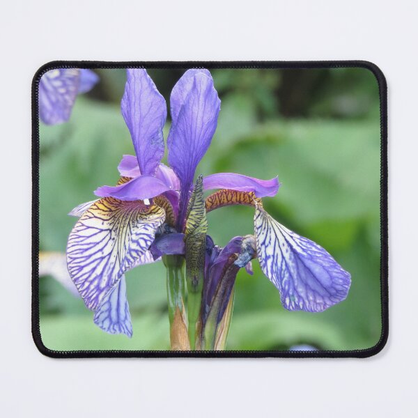 Item preview, Blue and Yellow Iris Flower designed and sold by Honey Myrtle Studio.