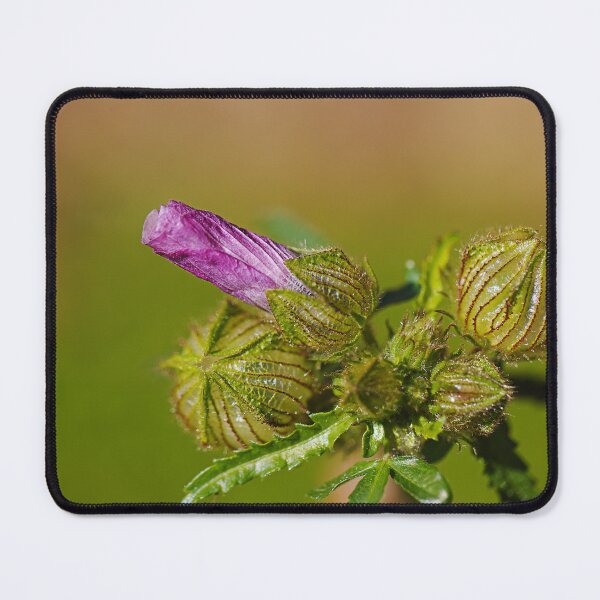 Item preview, Pink Hibiscus And Green Buds designed and sold by Joy Watson - Natural Light Photography .