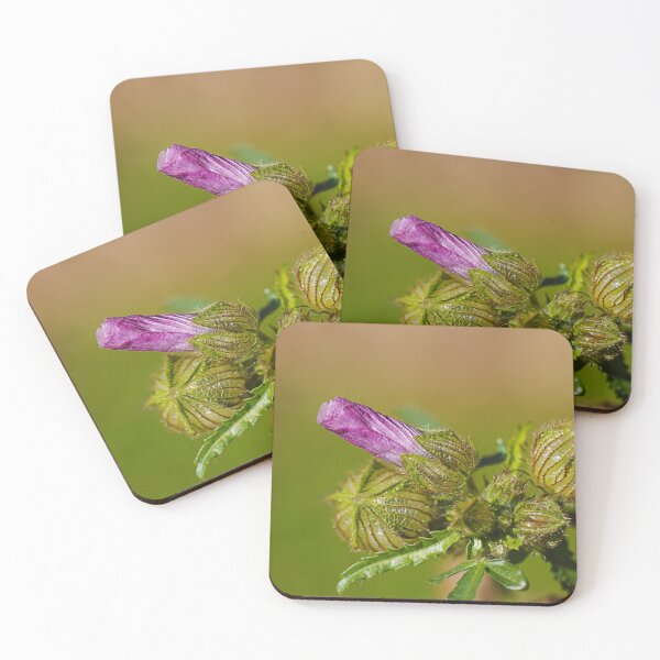 Item preview, Pink Hibiscus And Green Buds designed and sold by Joy Watson - Natural Light Photography .
