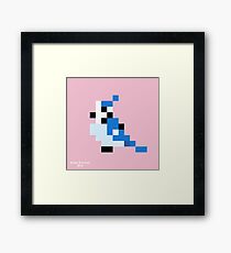 Blue Jay Framed Print