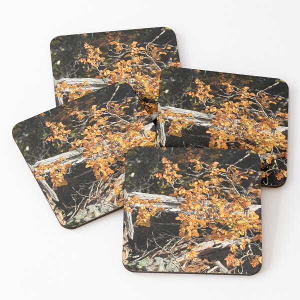 Item preview, Fagus Tasmania, Mt Field National Park designed and sold by Kirsten Covington.
