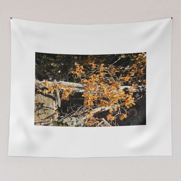 Item preview, Fagus Tasmania, Mt Field National Park designed and sold by Kirsten Covington.