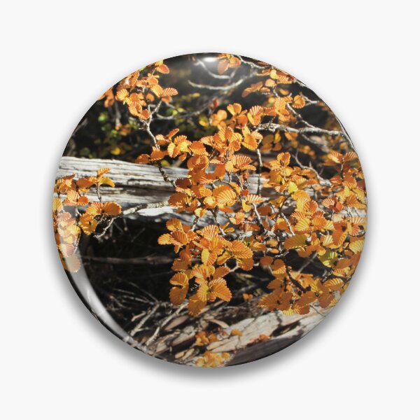 Item preview, Fagus Tasmania, Mt Field National Park designed and sold by Kirsten Covington.