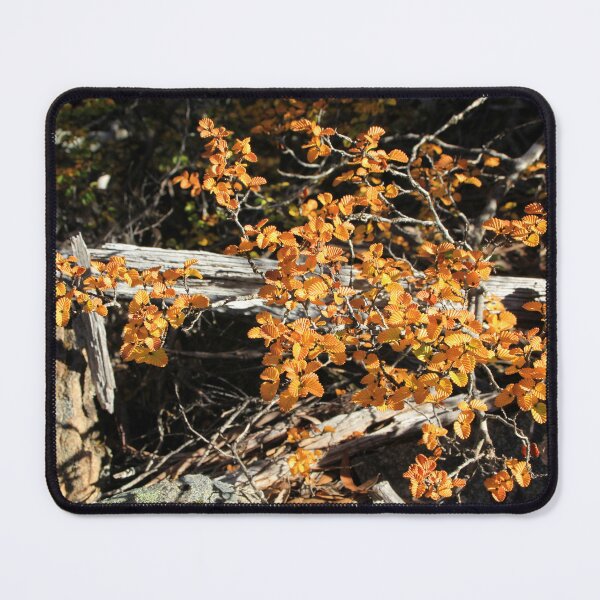 Item preview, Fagus Tasmania, Mt Field National Park designed and sold by Kirsten Covington.