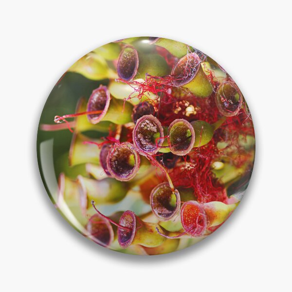 Item preview, Gumnuts And A Cobweb Pattern designed and sold by Joy Watson - Natural Light Photography .
