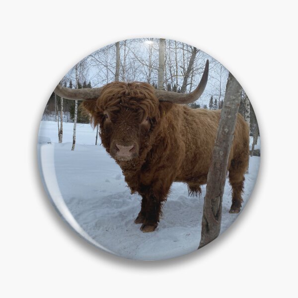 Artikelvorschau, Scottish Highland Cattle Bull 4341 entworfen und verkauft von SaarelaHighland.