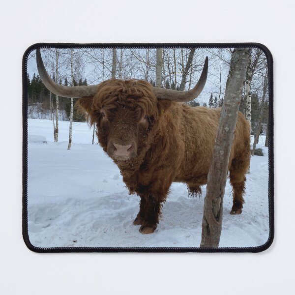 Item preview, Scottish Highland Cattle Bull 4341 designed and sold by SaarelaHighland.