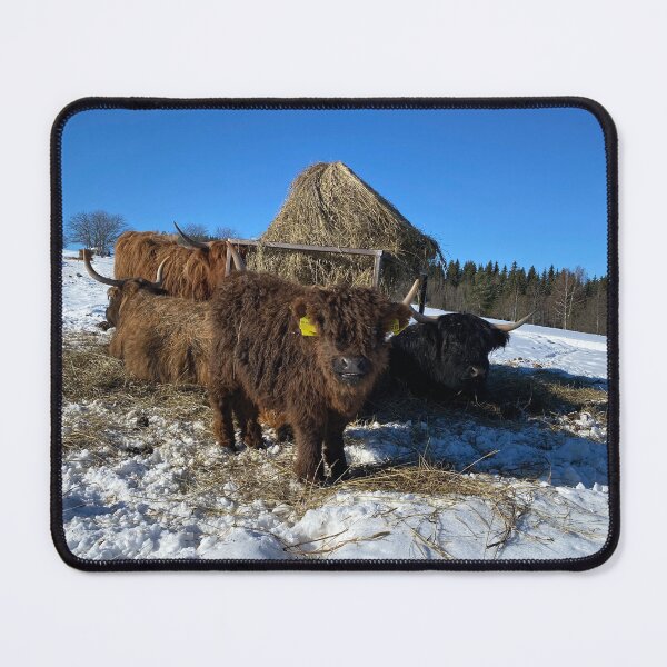 Item preview, Scottish Highland Cattle Calf 4342 designed and sold by SaarelaHighland.