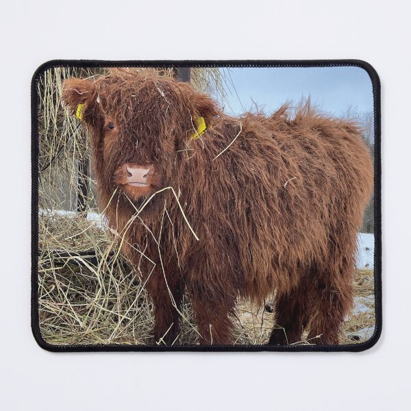 Item preview, Scottish Highland Cattle Calf 4346 designed and sold by SaarelaHighland.