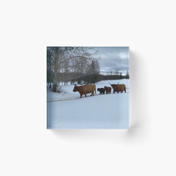 Item preview, Scottish Highland Cattle Cows 4351 designed and sold by SaarelaHighland.