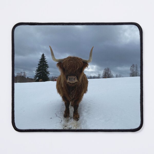 Item preview, Scottish Highland Cattle Cow 4353 designed and sold by SaarelaHighland.