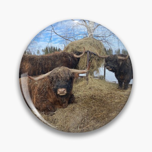 Artikelvorschau, Scottish Highland Cattle Bulls 4354 entworfen und verkauft von SaarelaHighland.