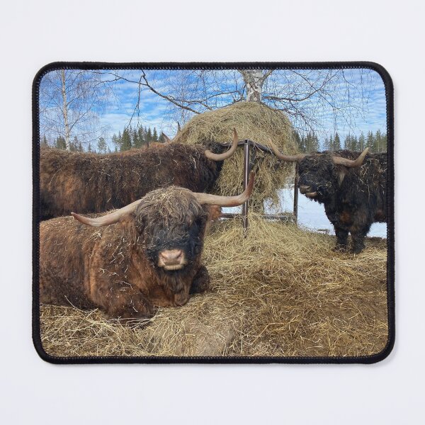 Item preview, Scottish Highland Cattle Bulls 4354 designed and sold by SaarelaHighland.