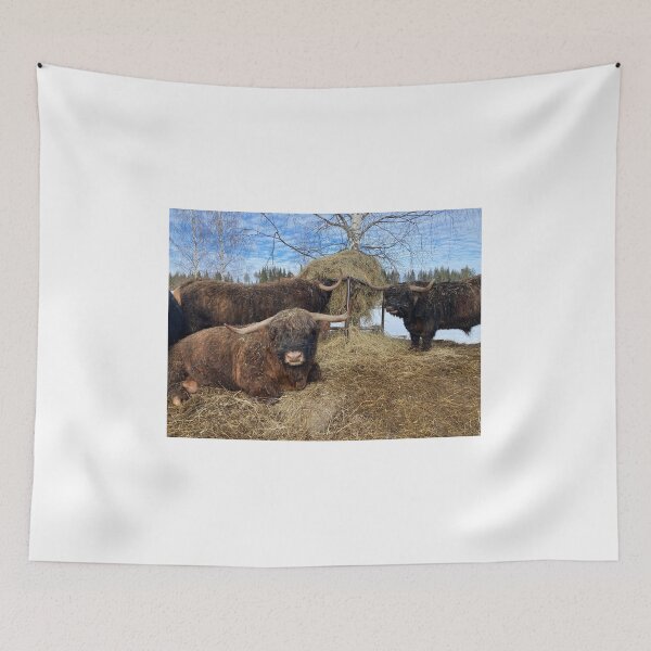 Item preview, Scottish Highland Cattle Bulls 4354 designed and sold by SaarelaHighland.