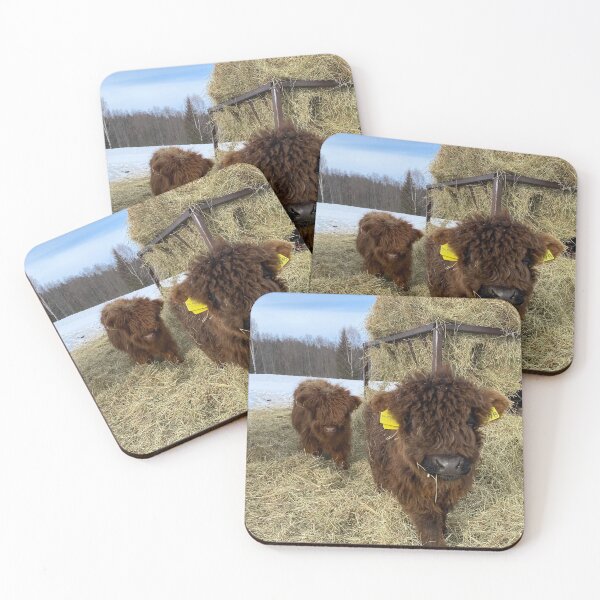 Item preview, Scottish Highland Cattle Calves 4355 designed and sold by SaarelaHighland.