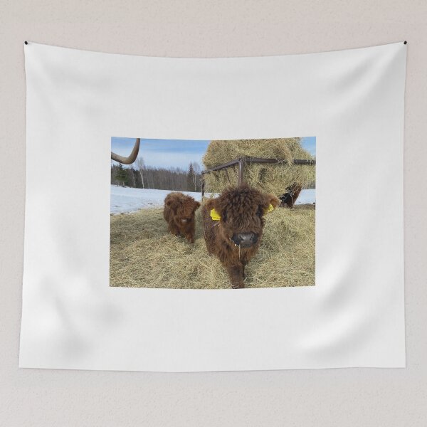 Item preview, Scottish Highland Cattle Calves 4355 designed and sold by SaarelaHighland.