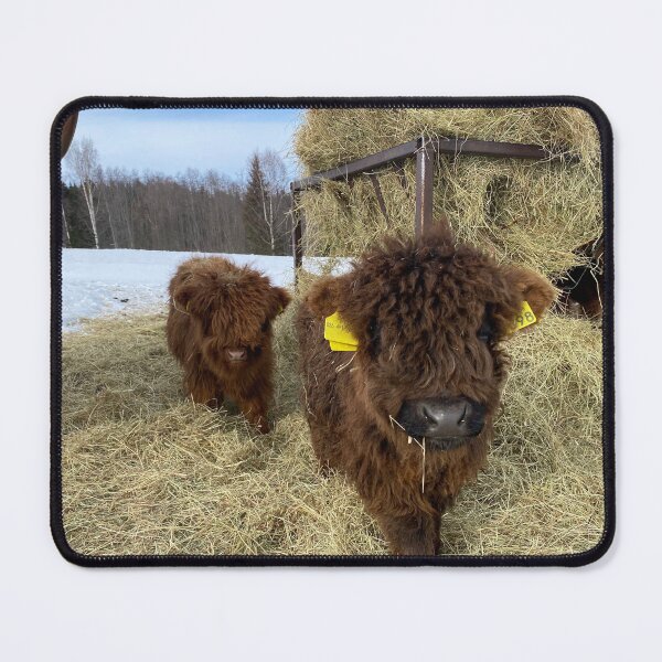 Item preview, Scottish Highland Cattle Calves 4355 designed and sold by SaarelaHighland.