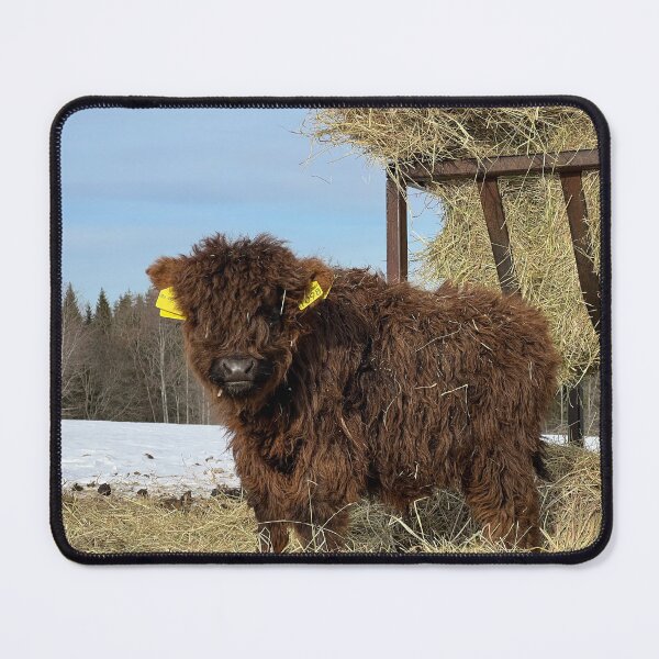 Item preview, Scottish Highland Cattle Calf 4356 designed and sold by SaarelaHighland.