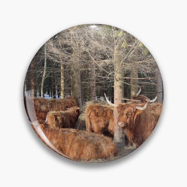 Artikelvorschau, Scottish Highland Cattle Cows 4357 entworfen und verkauft von SaarelaHighland.