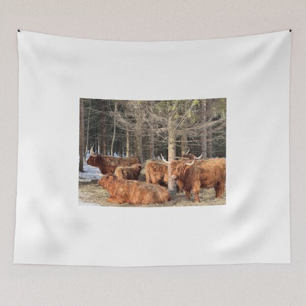 Item preview, Scottish Highland Cattle Cows 4357 designed and sold by SaarelaHighland.
