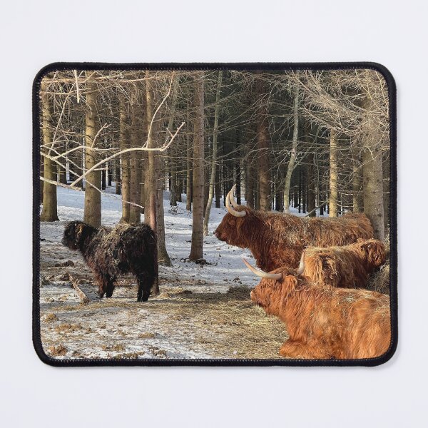 Item preview, Scottish Highland Cattle Cows 4358 designed and sold by SaarelaHighland.