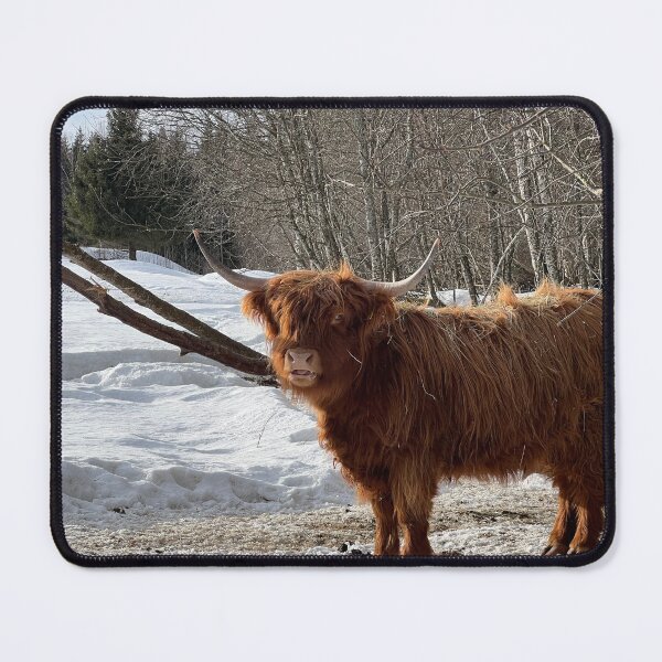 Item preview, Scottish Highland Cattle Cow 4359 designed and sold by SaarelaHighland.