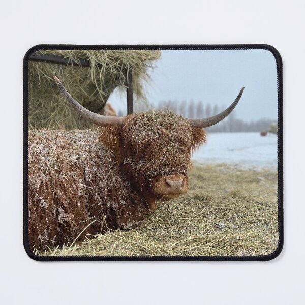Item preview, Scottish Highland Cattle Cow 4362 designed and sold by SaarelaHighland.