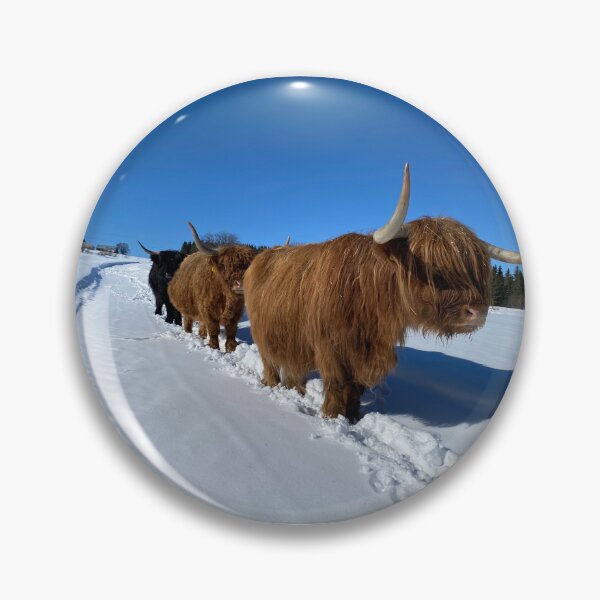 Artikelvorschau, Scottish Highland Cattle Cows 4366 entworfen und verkauft von SaarelaHighland.