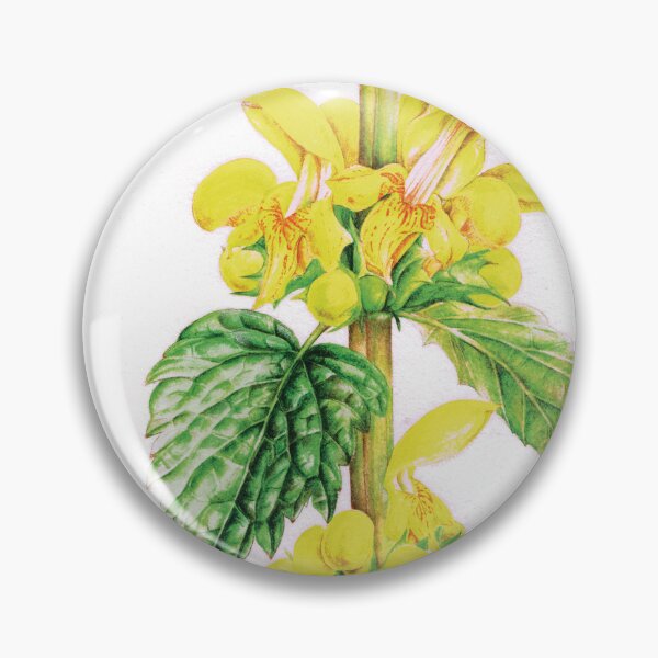 Item preview, Yellow Archangel - Lamiastrum galeobdolon designed and sold by Sarah Trett.