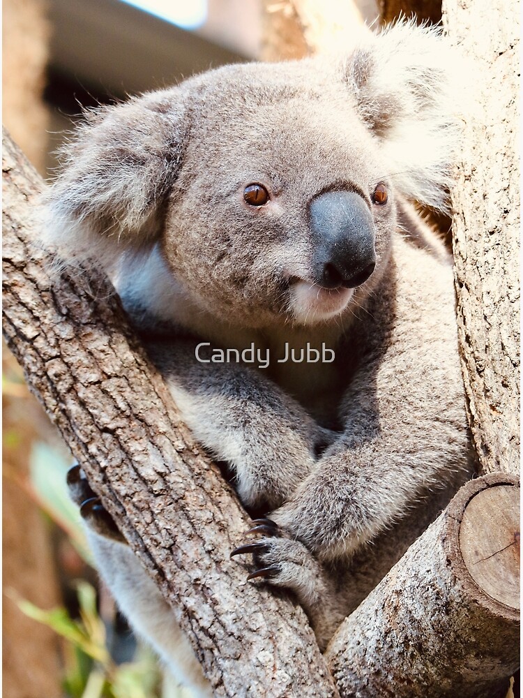 DropBear plush stuffed animal - Cute Drop Bear Koala soft toy - Handmade