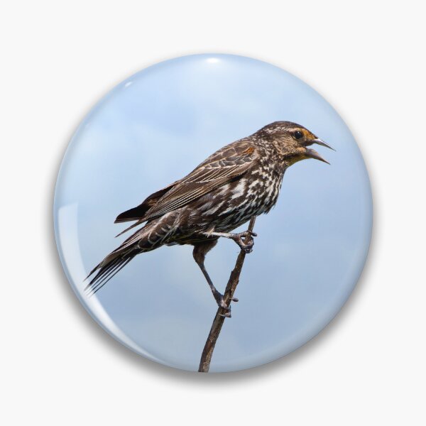 Item preview, Female redwing blackbird designed and sold by KRFNatureGifts.