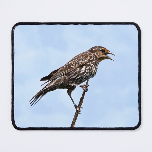 Item preview, Female redwing blackbird designed and sold by KRFNatureGifts.