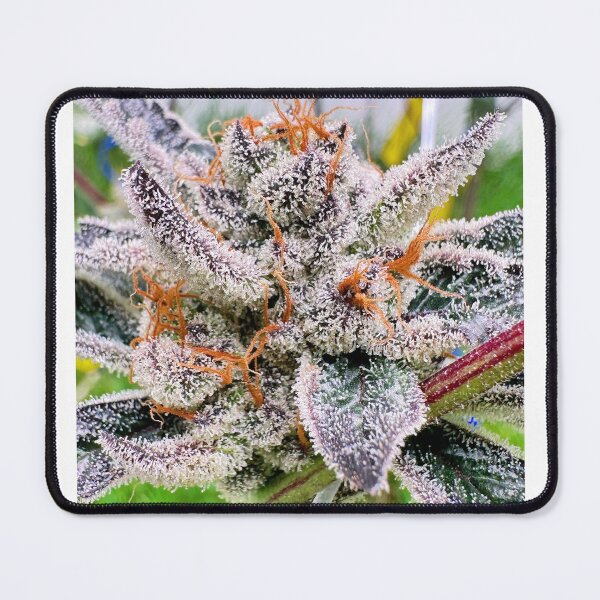 Item preview, jokerz candy  designed and sold by KingJayGardens.