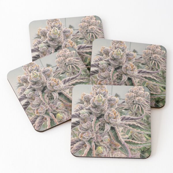 Item preview, Sugarcane  designed and sold by KingJayGardens.
