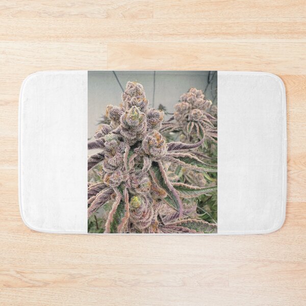 Item preview, Sugarcane  designed and sold by KingJayGardens.