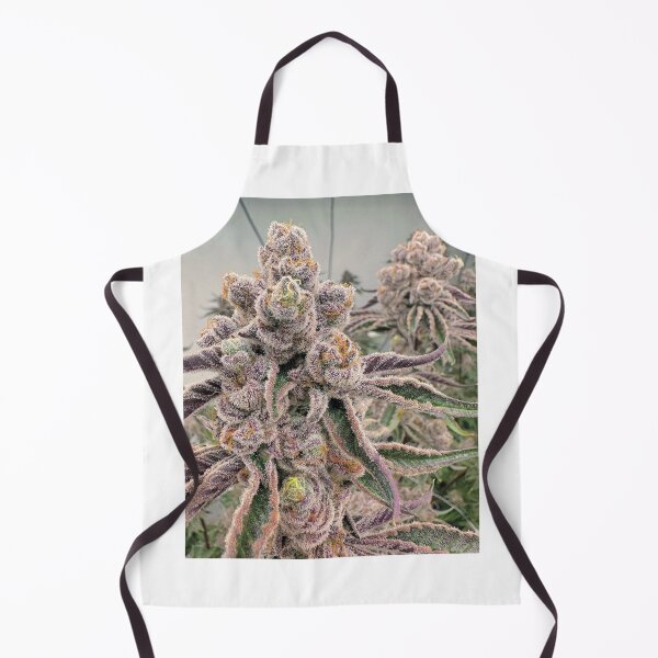 Item preview, Sugarcane designed and sold by KingJayGardens.