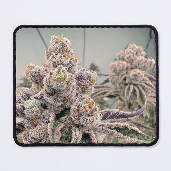 Item preview, Sugarcane  designed and sold by KingJayGardens.
