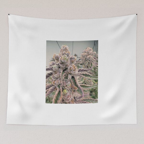 Item preview, Sugarcane  designed and sold by KingJayGardens.