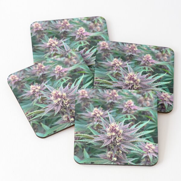 Item preview, Beartooth Biscotti designed and sold by KingJayGardens.