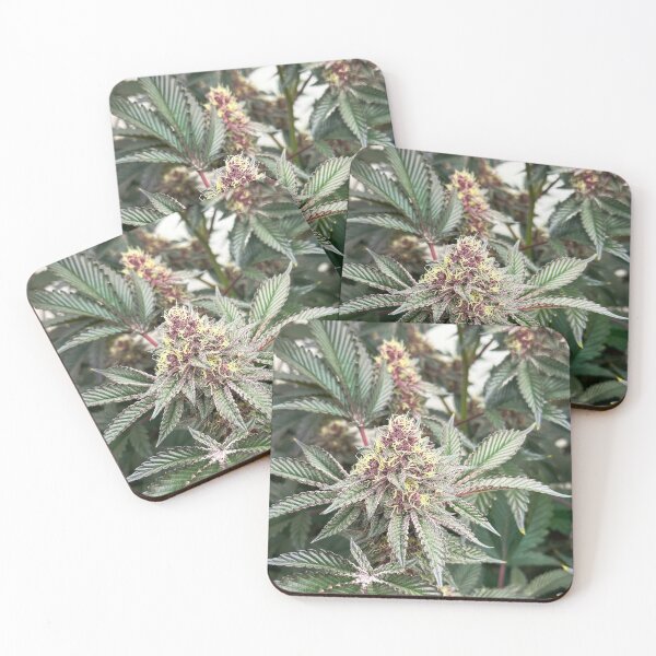 Item preview, Tropicanna Cherries designed and sold by KingJayGardens.