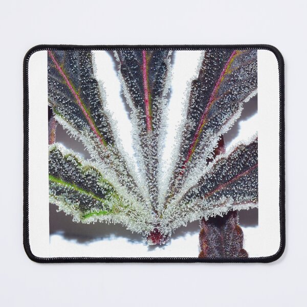 Item preview, Sugar Leaf designed and sold by KingJayGardens.
